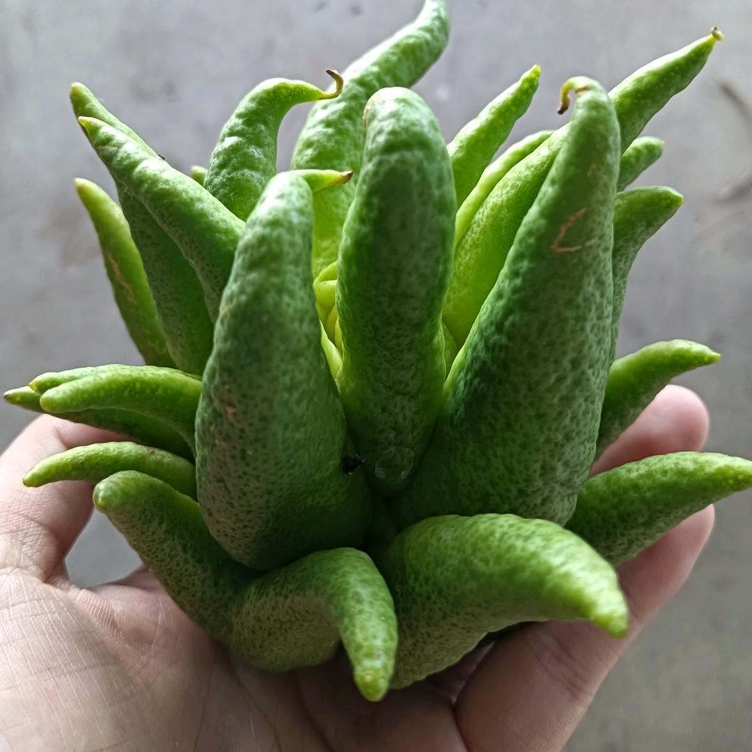 和风绿植
