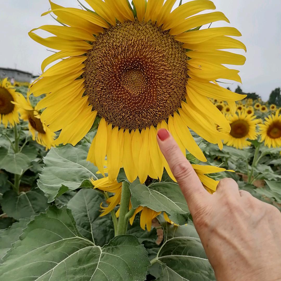 和睦丁桂芬