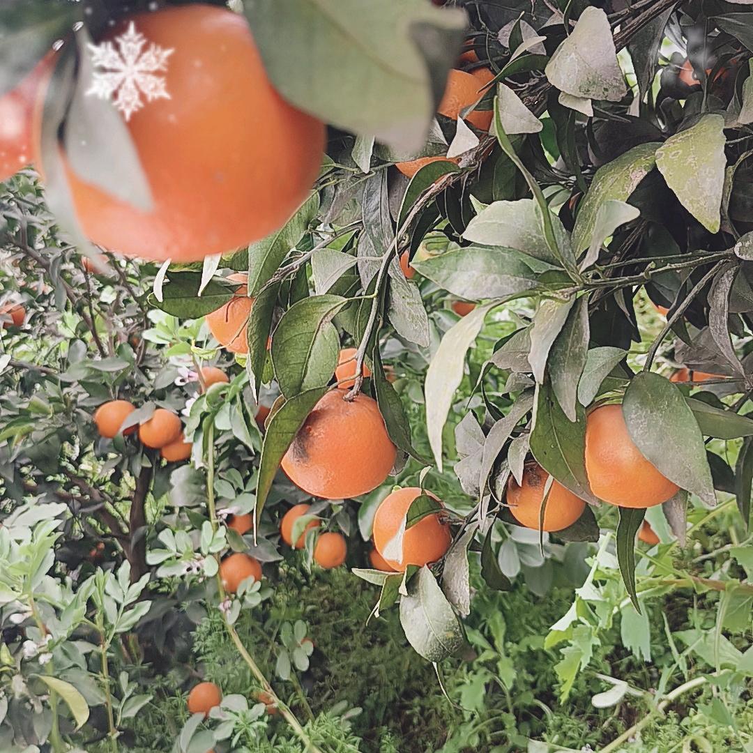 新鲜坊