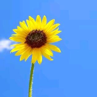 专业承接西瓜冬瓜打芽，对花业务