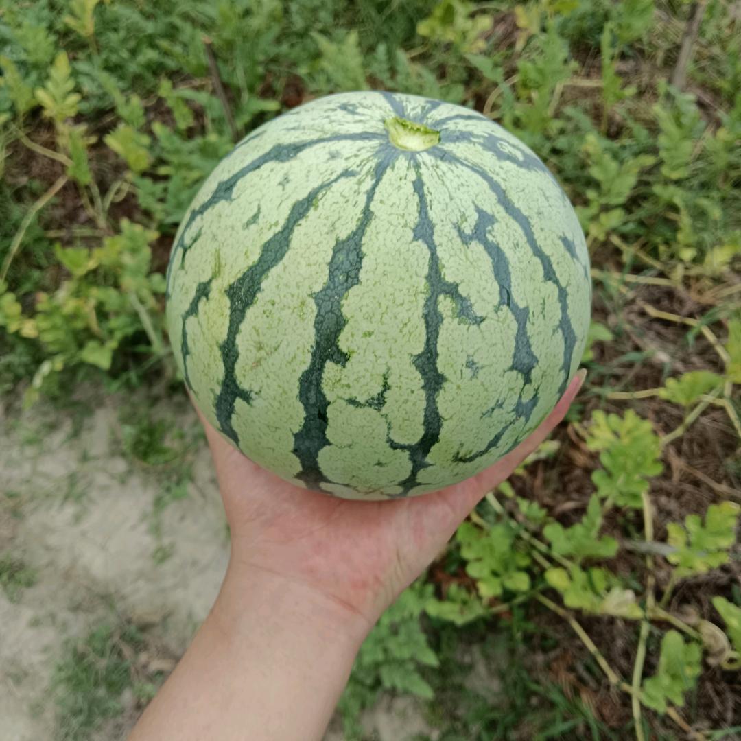 利群