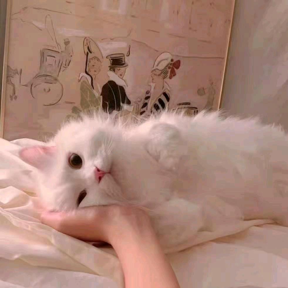 和双子做朋友很累吧.