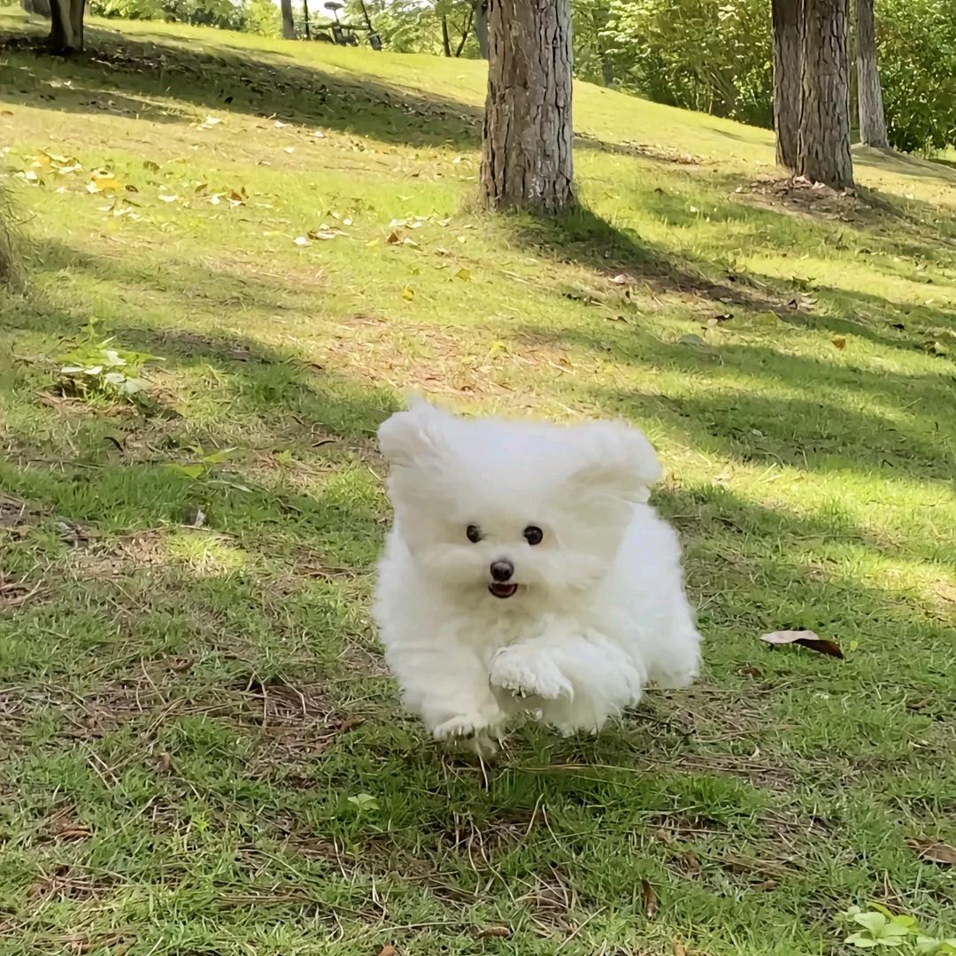 树野