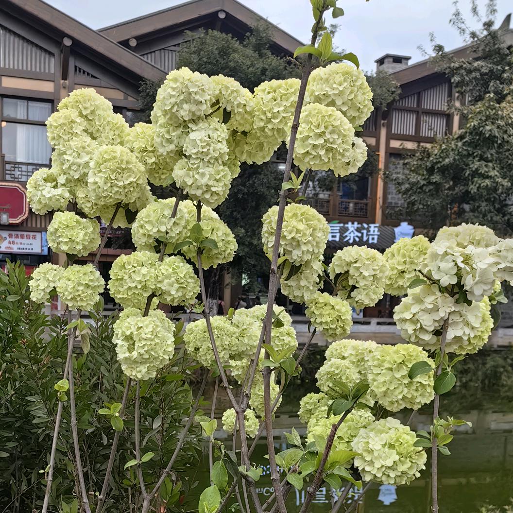 晚上准时开播，单亲妈妈付二妹