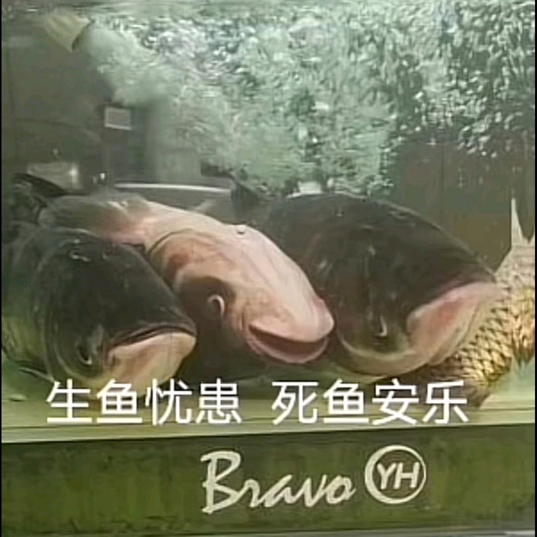 竹节虫88.5%