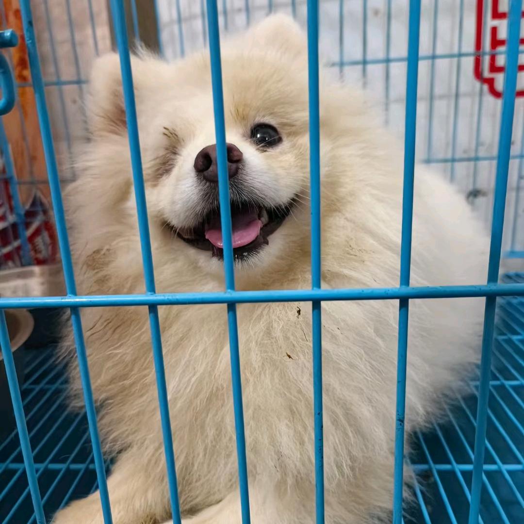 顺德微善流浪动物生活号
