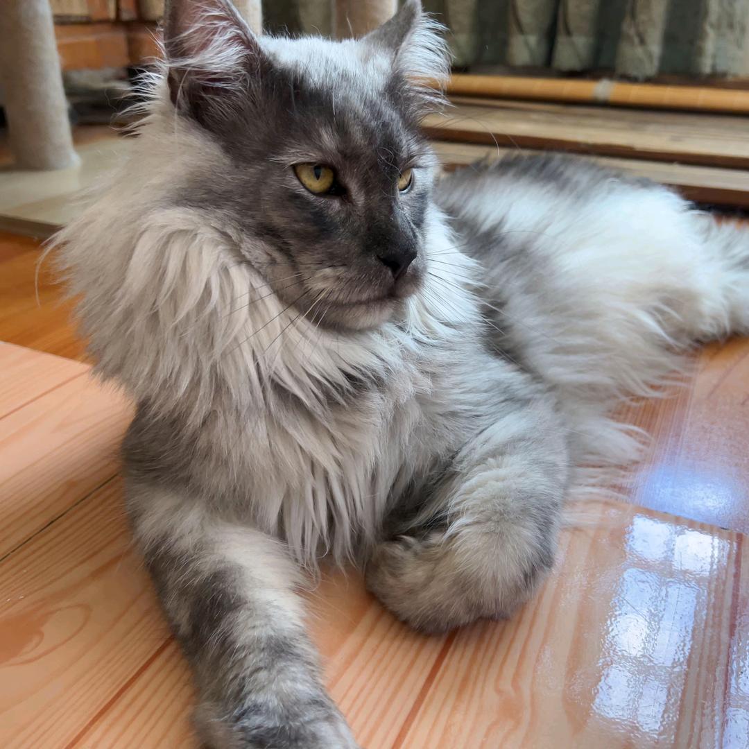 清沐缅因猫舍❤