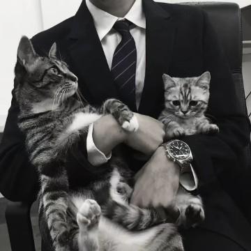 今晚打老虎911