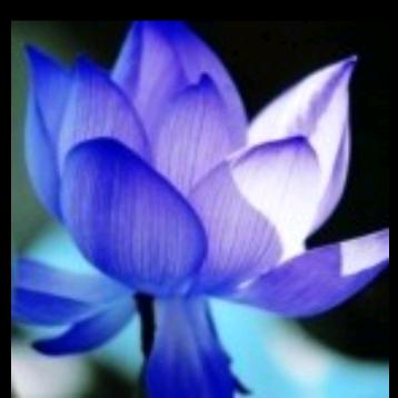 蓝莲花🍀🍀🍀