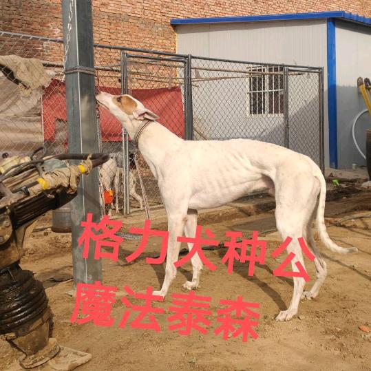 陕西临潼宠爱犬舍