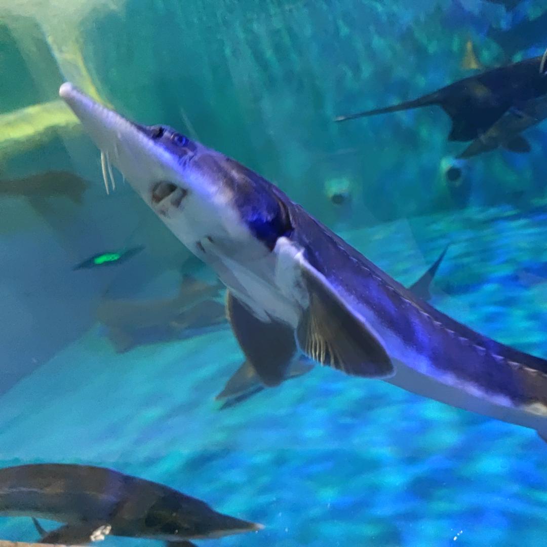 看🐟