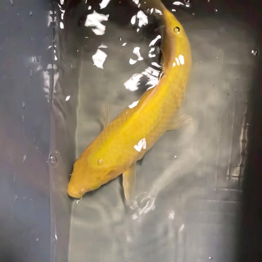 小昊爱养鱼