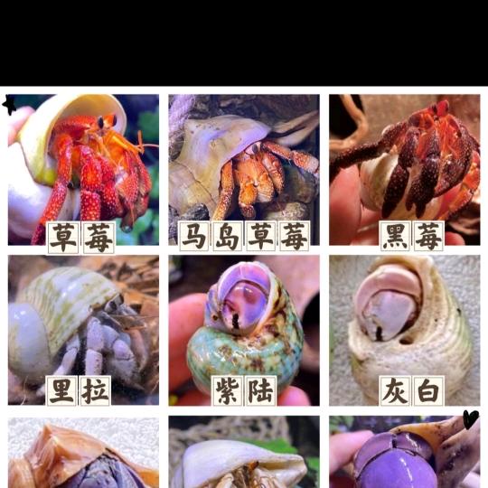 蟹小逅