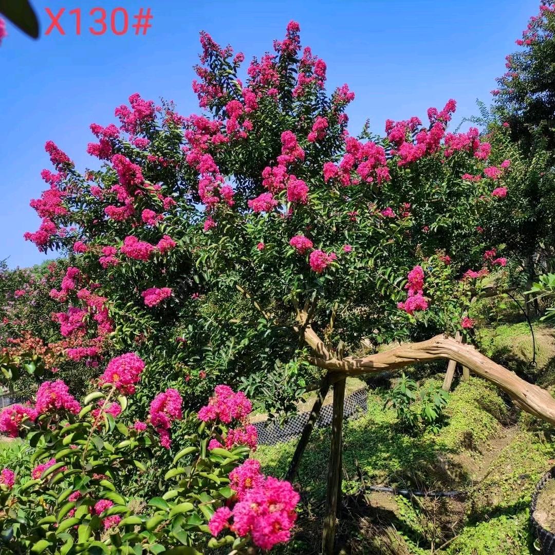 成都鸿坤苑园林有限公司