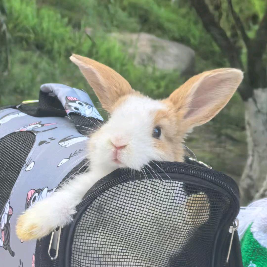 文总是兔不是狗🐰