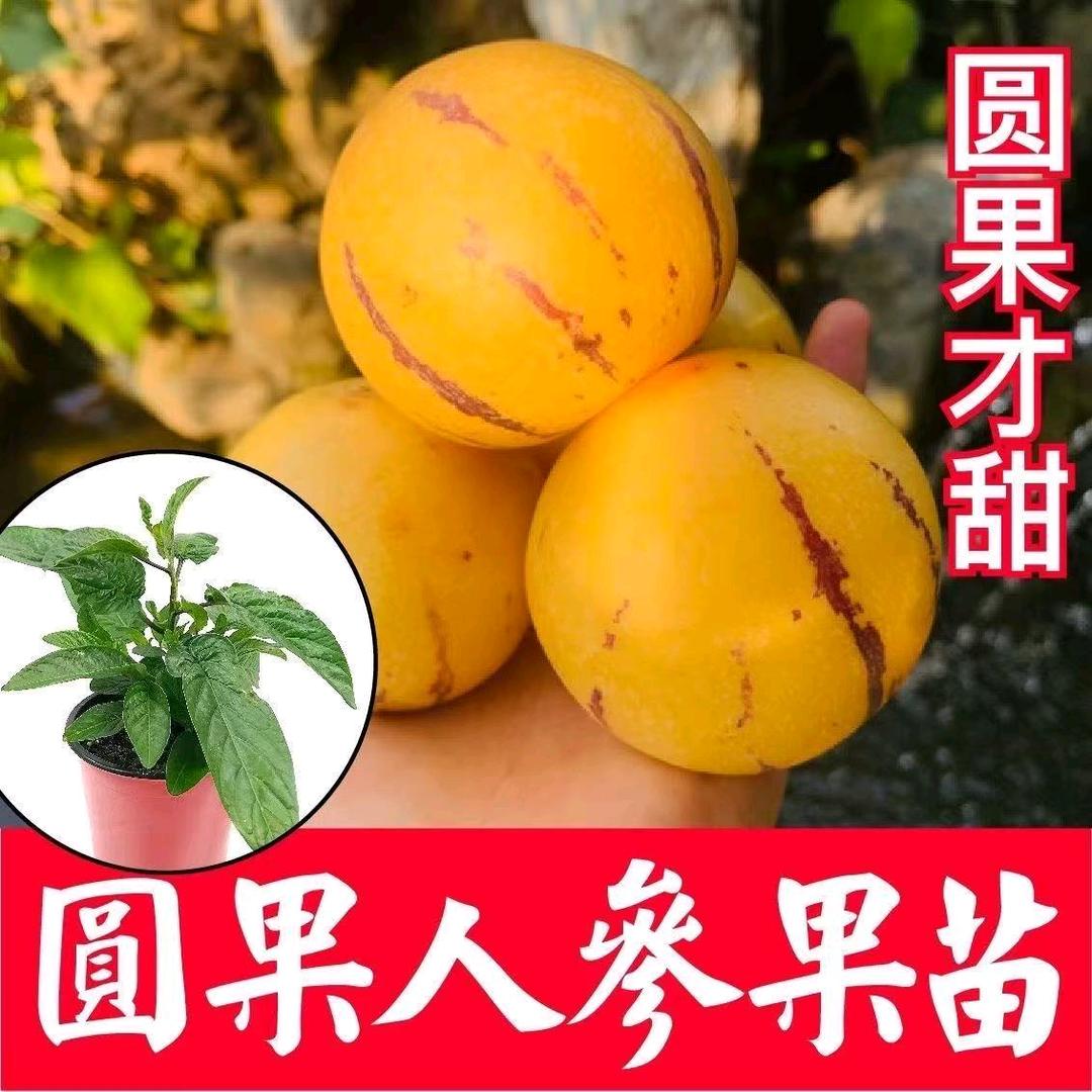 蔬菜瓜果苗圃基地