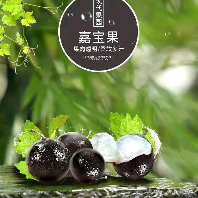 杨大
