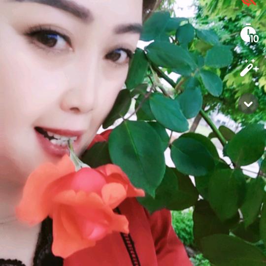 红色玫瑰（小号）🌹