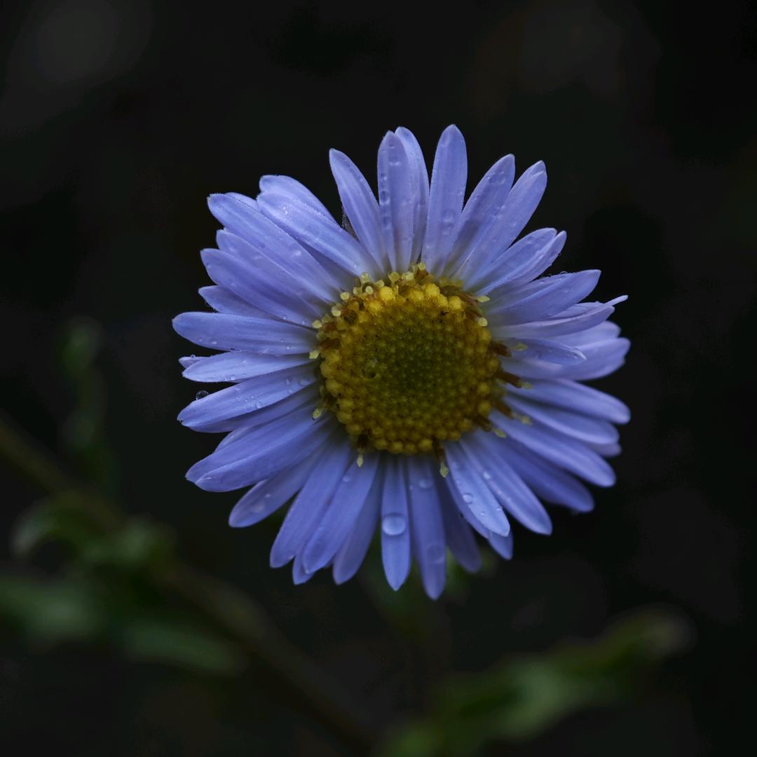 ཇཧ