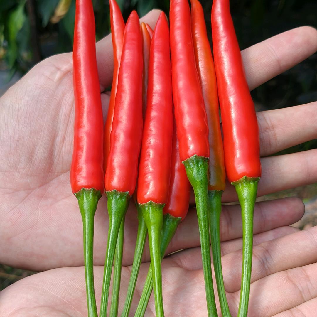 宁洱县把边建林农资