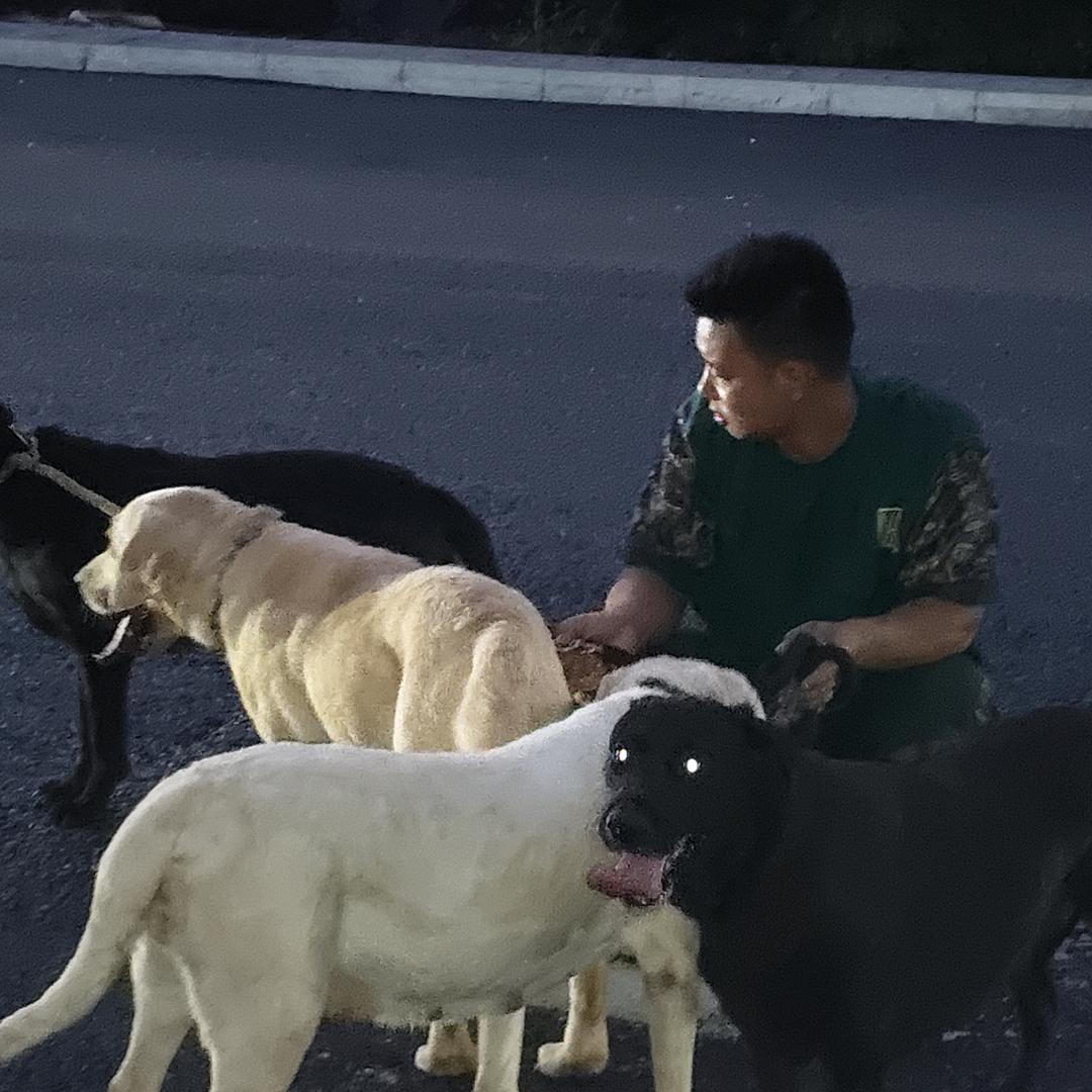 鑫宠萌主