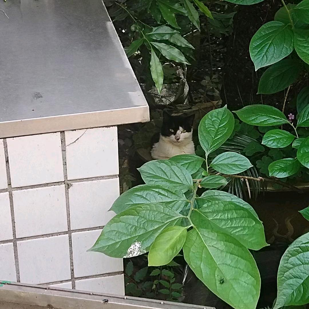 ও.贰柒