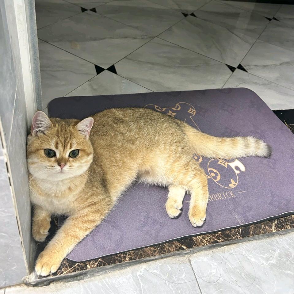 大(*꒪ั❥꒪ั*)麦