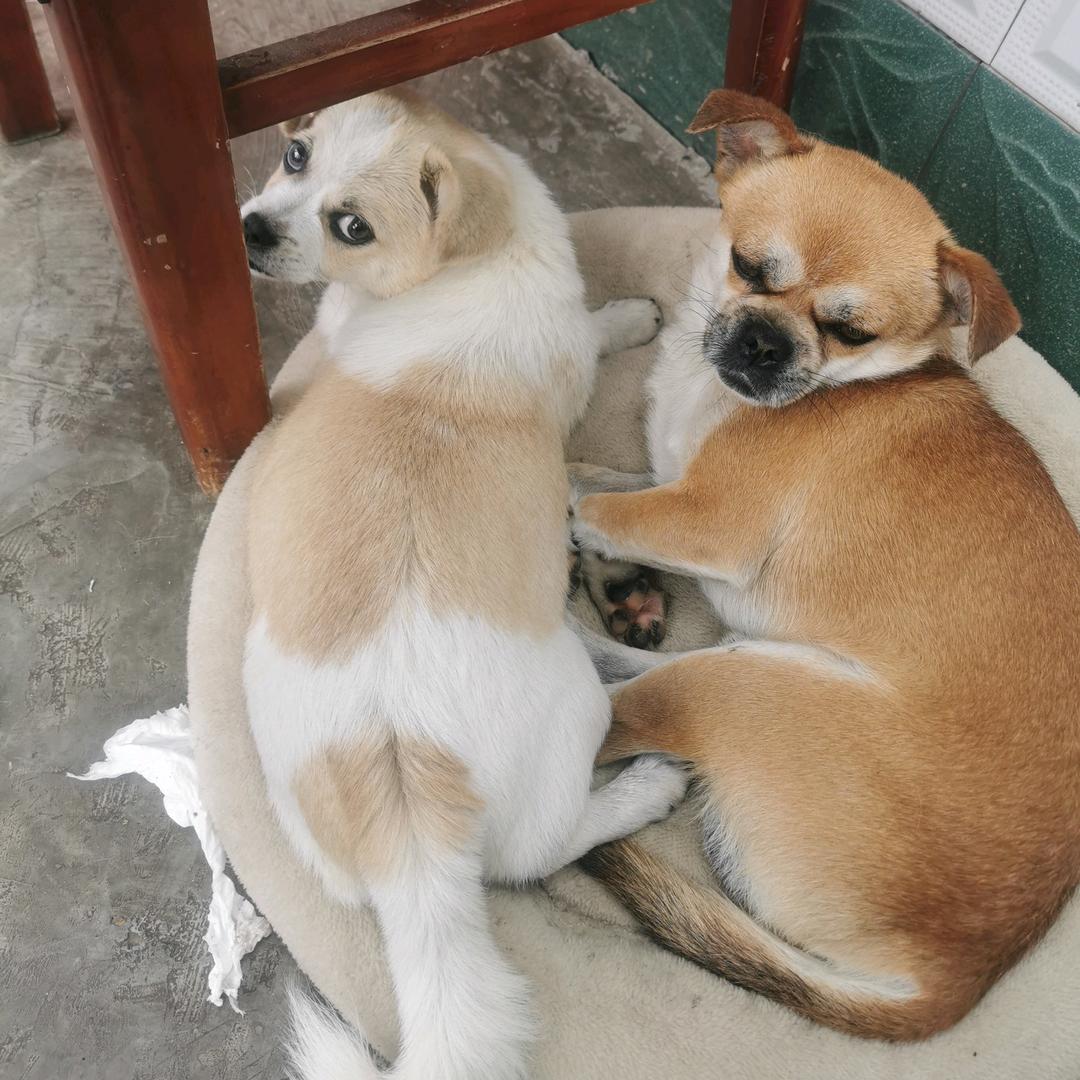 我家有两个可爱的狗