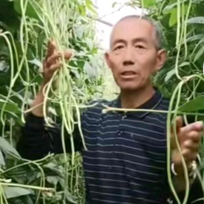 卖菜老头