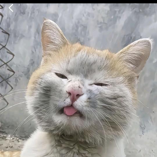 桃之夭夭