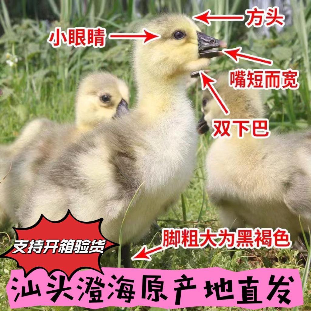 澄海老林狮头鹅养殖场