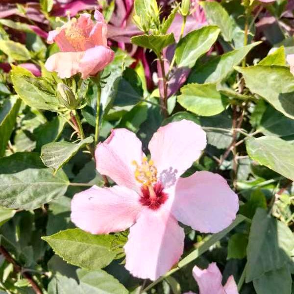 🌺🌺赠人玫瑰🍎🍎回味余香🍎🍎