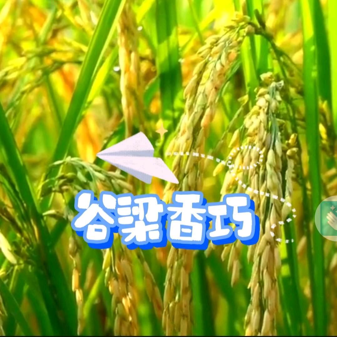谷梁香巧