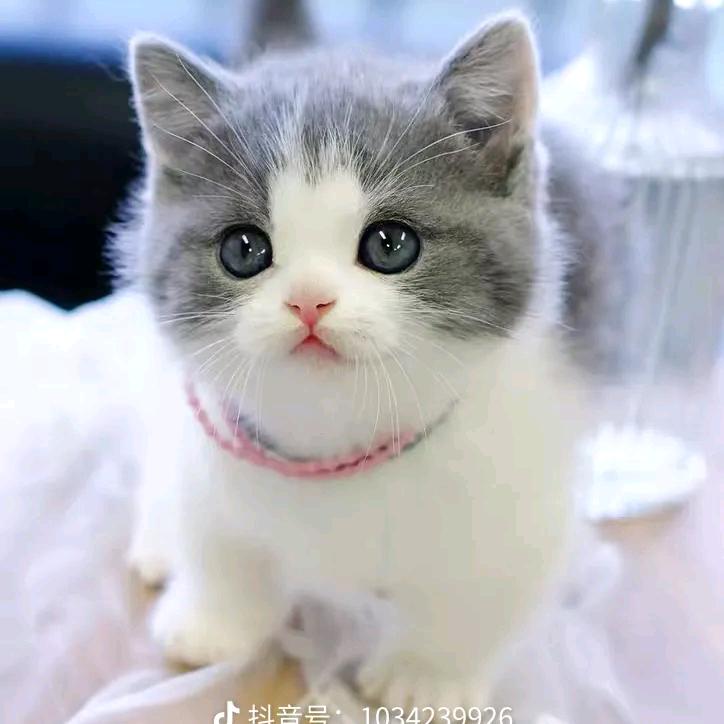 菲菲♥招财猫🐱