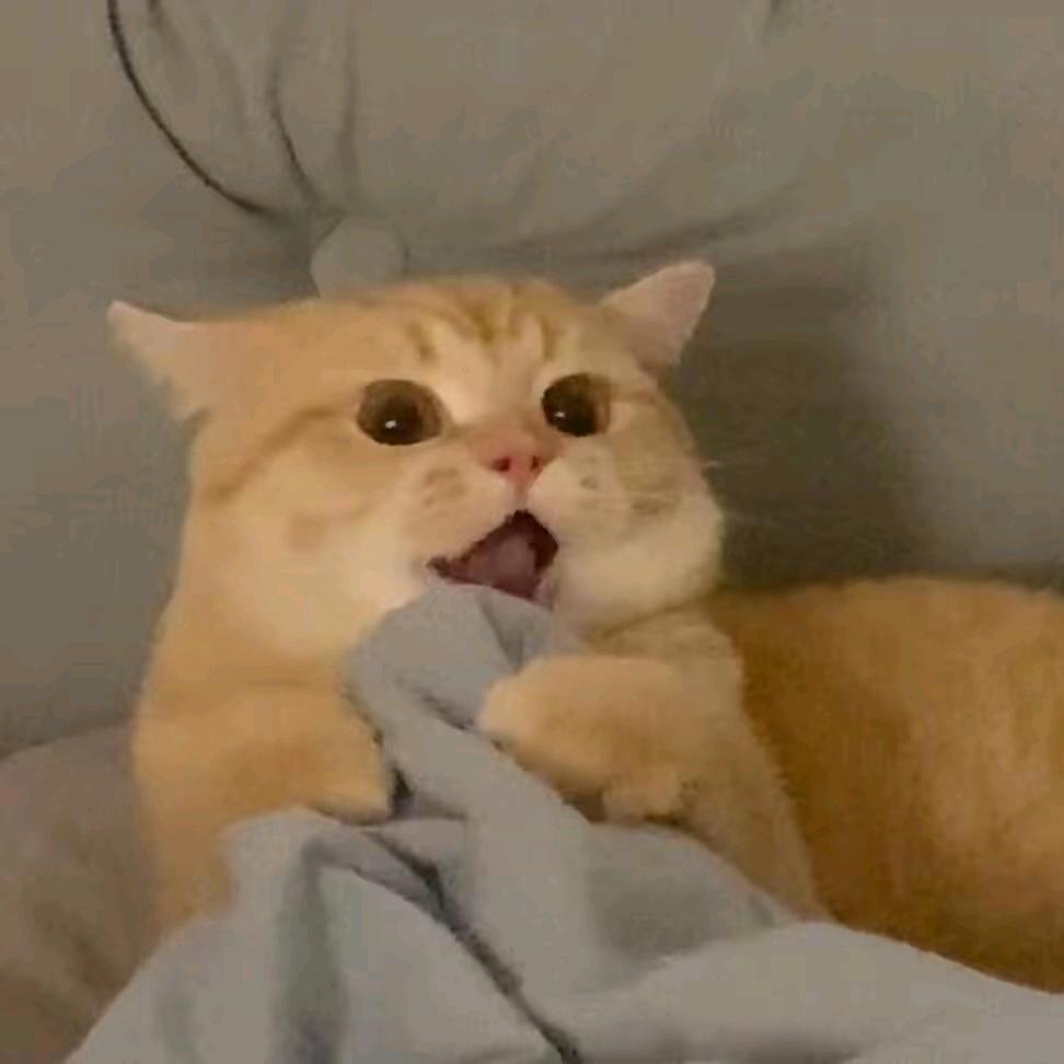 AAA专业套狗张师傅