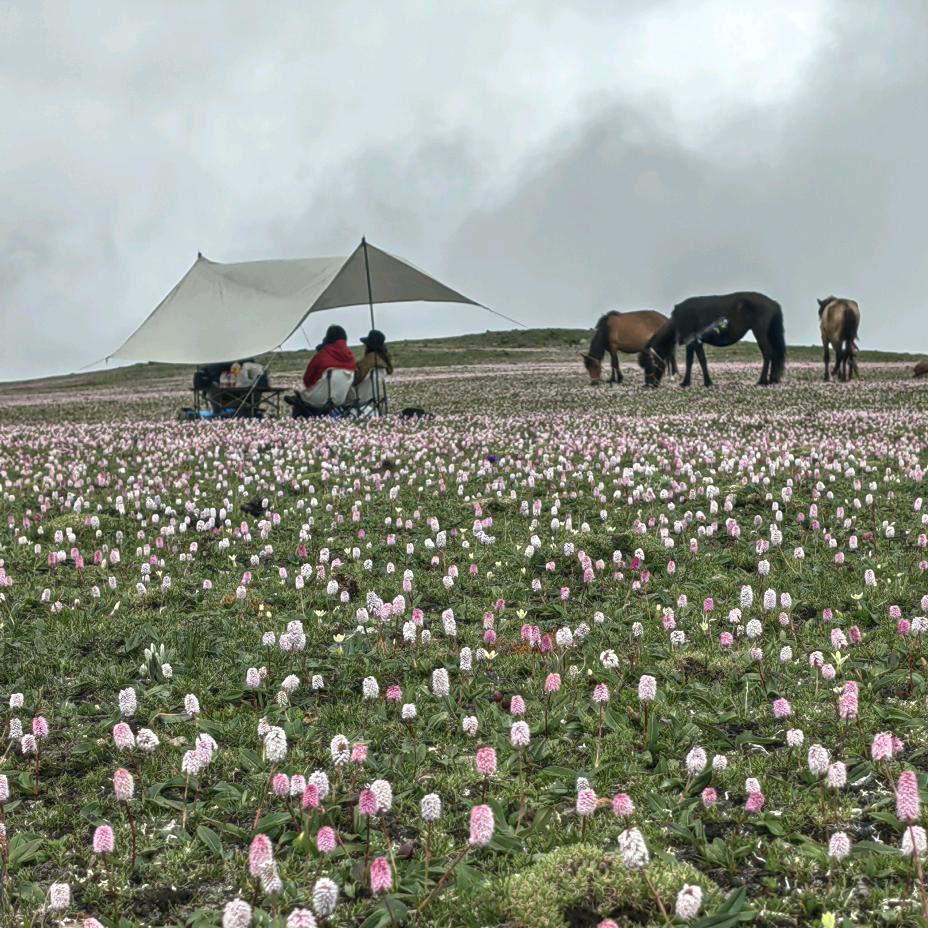魅惑梅里@范哥旅行