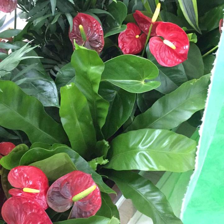 烈酒醉心