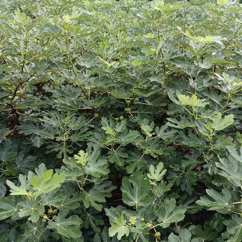 平潭缘丰无花果