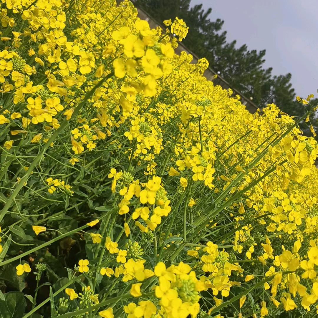 橙🍊心❤️如意