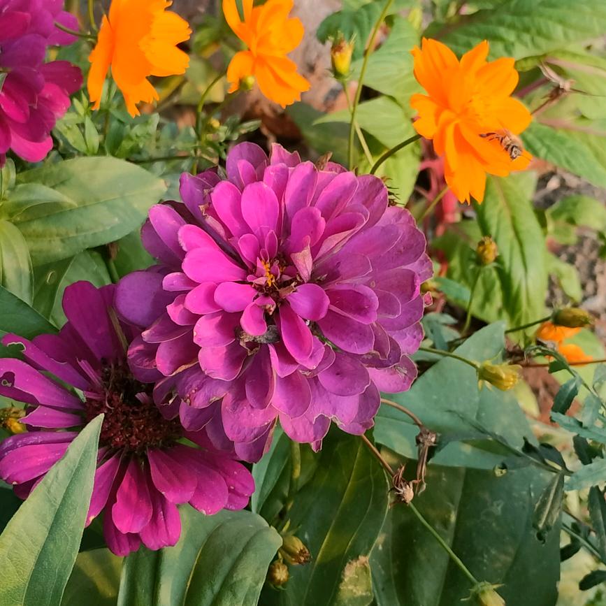 清梁一夏(｢･ω･)｢嘿