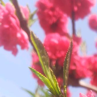 🌺花开富贵🌺