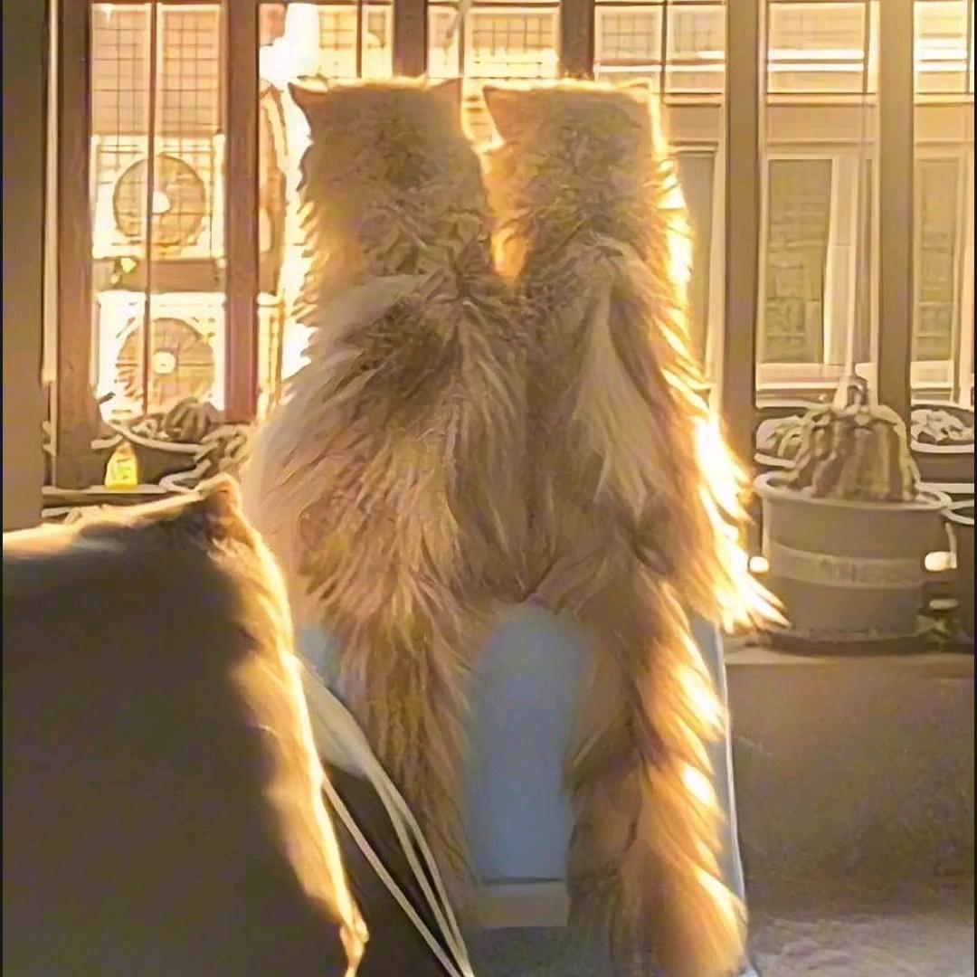 echo