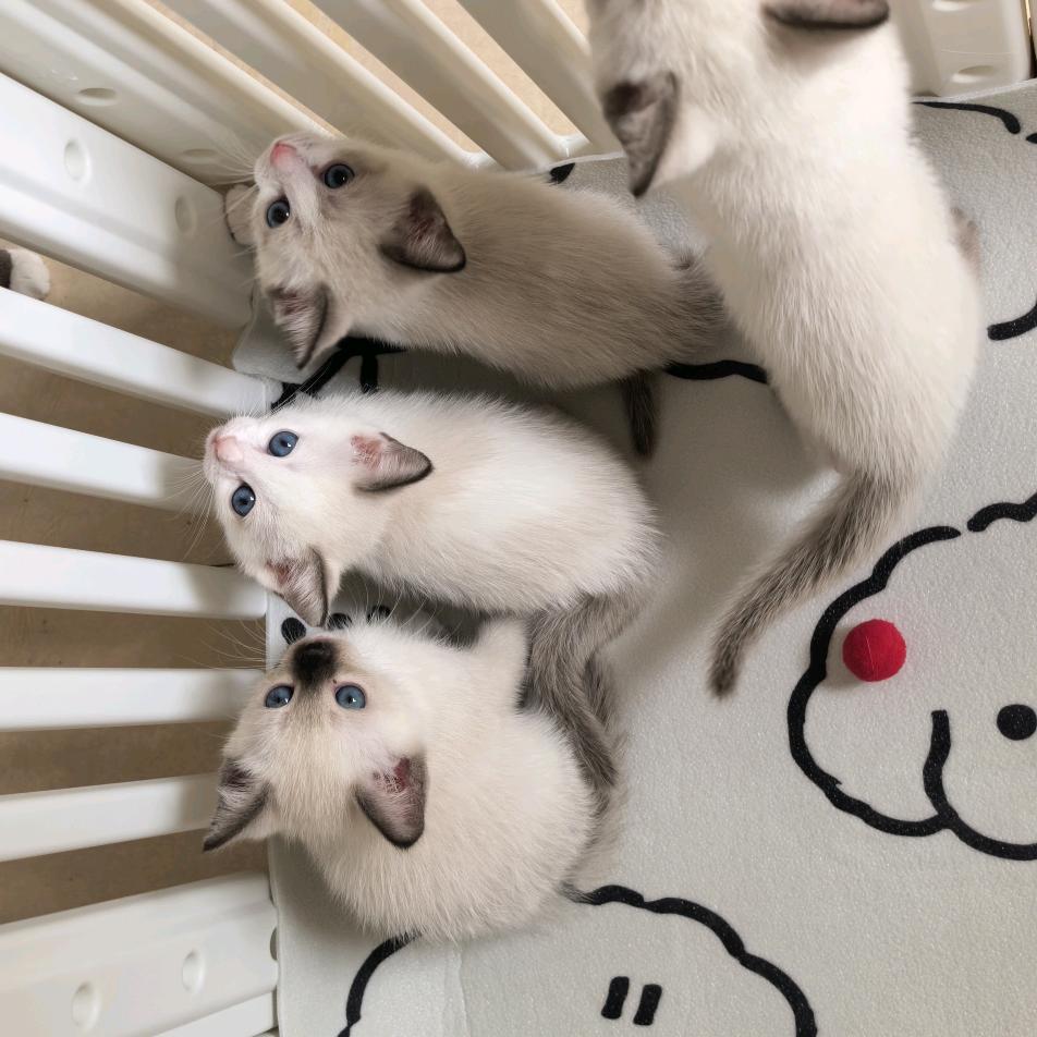 @1999🐰