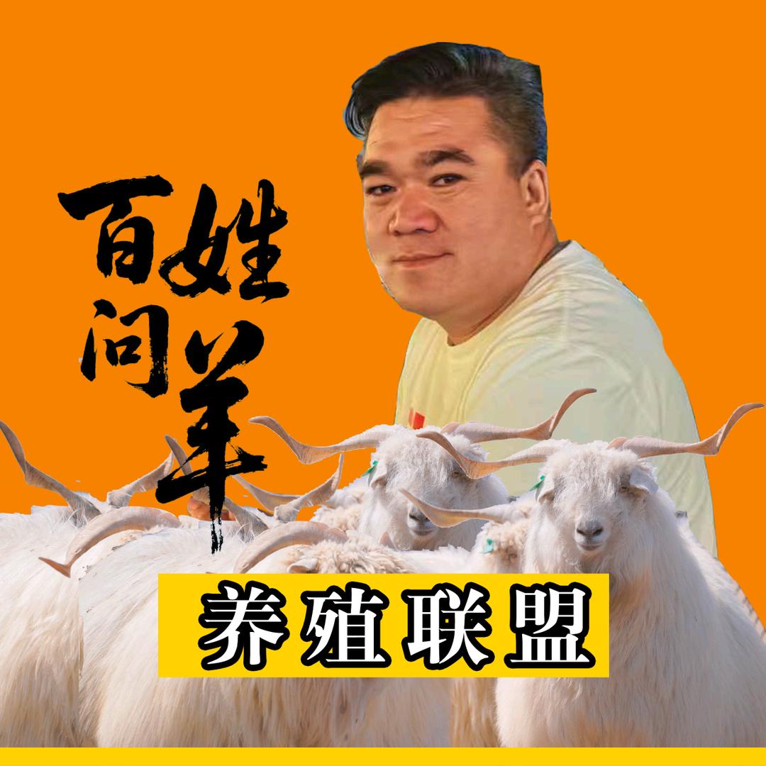 百姓问羊-张天