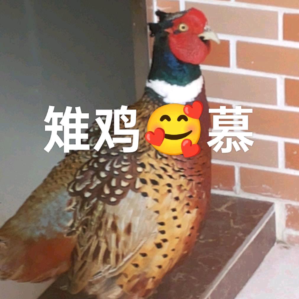 壹零壹七彩山鸡饰品