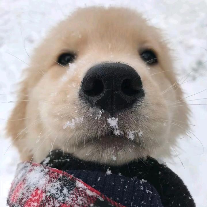 狗蛋