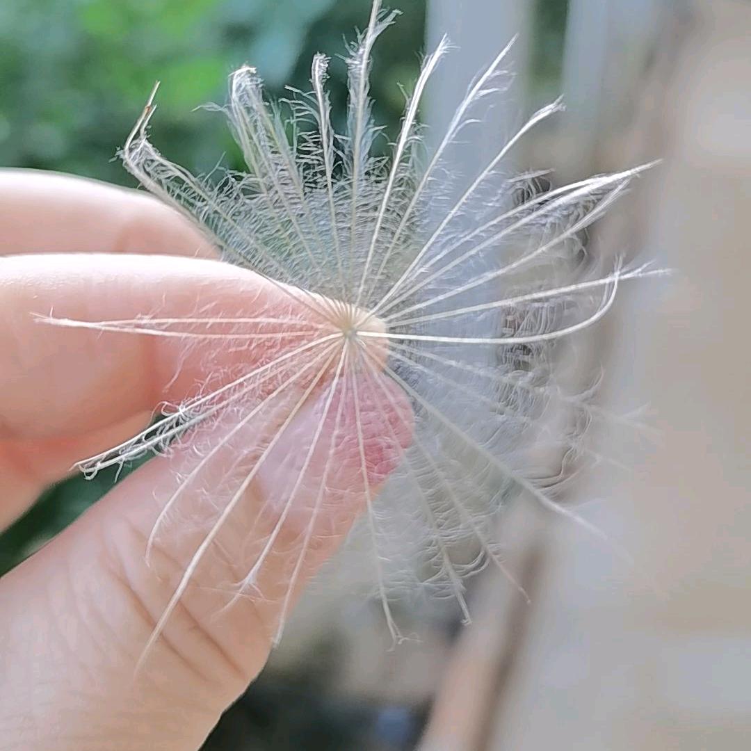 简单的木子