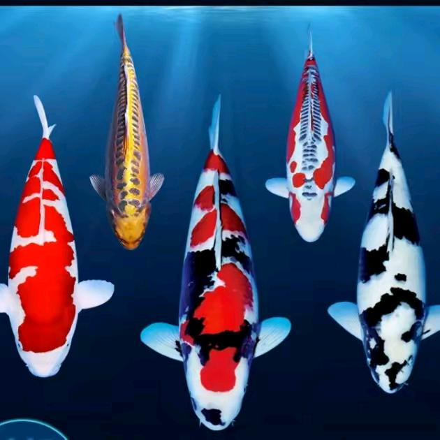 鑫润水族