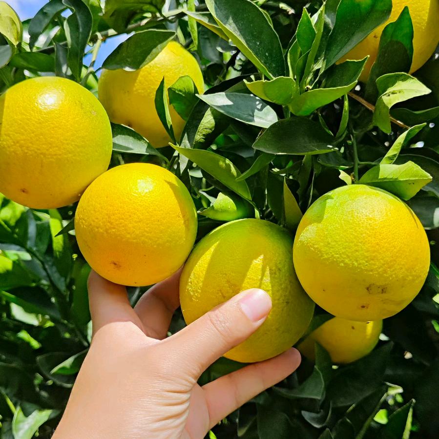 秦照