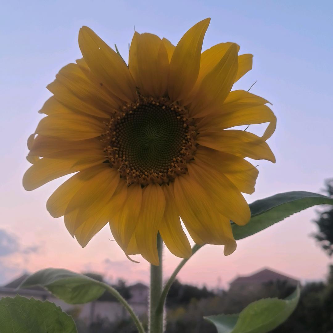 从芯来过